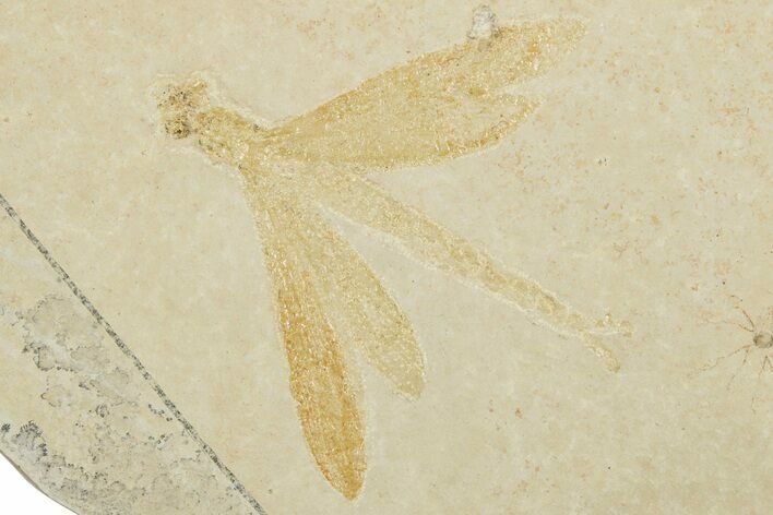 Detailed Fossil Dragonfly w/ Floating Crinoids - Solnhofen #334673